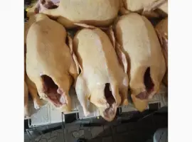 Зображення для оголошення Качки домашні продам