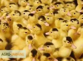 Зображення для оголошення Качка мулард