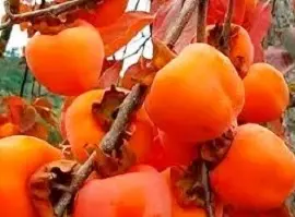 Зображення для оголошення Саджанці та живці для щепленя хурми