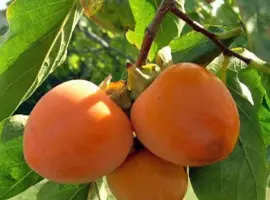 Зображення для оголошення Саджанці хурми Божий Дар