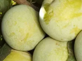 Зображення для оголошення Саджанці плуота Королева Смаку - 2-річний