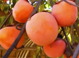 Зображення для оголошення Саджанці хурми Гора Говерла - 2-річний