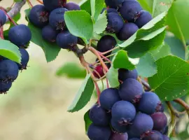 Зображення для оголошення Саджанці ірги Слейт - 1-річний