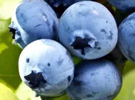Зображення для оголошення Саджанці лохини Елізабет - 4-річний