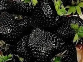 Зображення для оголошення Полуниця ампельна (каскадна)чорноплодна сорту Мавр
