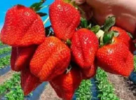 Зображення для оголошення Полуниця ампельна (каскадна) сорт Тоскана