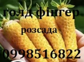 Зображення для оголошення Полуниця сорту Голд фінгер