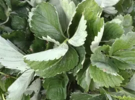 Зображення для оголошення Продам саджанці ранньої полуниці