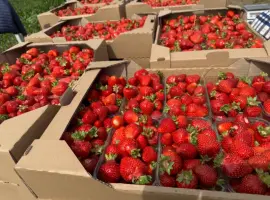 Зображення для оголошення Продам саджанці полуниці