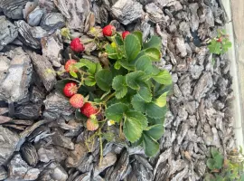 Зображення для оголошення Ремонтантна полуниця