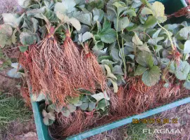 Зображення для оголошення Продам саджанці полуниці