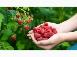 Зображення для оголошення Продам саджанці малини Гленд Емпл