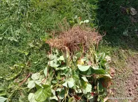 Зображення для оголошення Продам саджанці малини