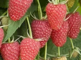 Зображення для оголошення Крупноплодная малина Атлант
