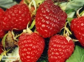 Зображення для оголошення Продажа чистосортных саженцев малины с питомника