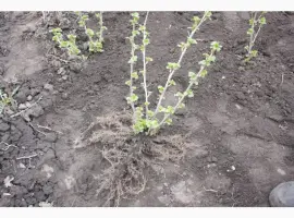 Зображення для оголошення Саженец черной крупноплодной смородины Добрыня ПЛОДОНОСЯЩИЙ ВЗРОСЛЫЙ