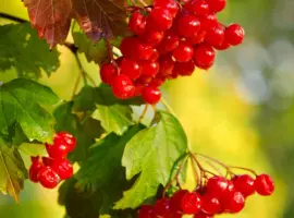 Зображення для оголошення Саджанці калини Марія