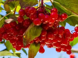 Зображення для оголошення Саджанці калини Червоне Гроно