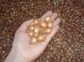 Зображення для оголошення Продам СЕВОК арпаж