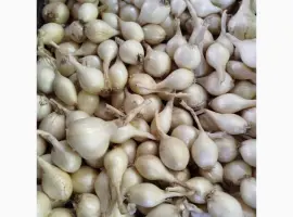 Зображення для оголошення Продам цибулю кущову білу