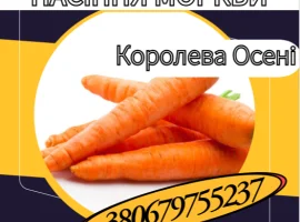 Зображення для оголошення Насіння Моркви Королева Осені. Насіння Моркви