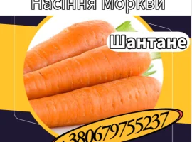 Зображення для оголошення Насіння Моркви Шантане. Насіння Моркви