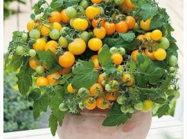 Зображення для оголошення Томат кімнатний сорту Жовтий пінокіо(насіння)