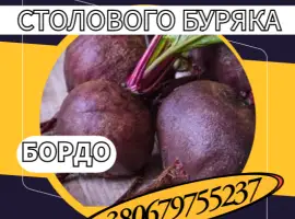 Зображення для оголошення Насіння Столового Буряка Бордо. Насіння Столового Буряка