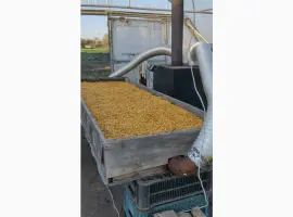 Зображення для оголошення Продам насіння гарбузи Хоккайдо
