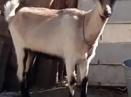Зображення для оголошення Продам кіз на молоко/м'ясо, жива вага