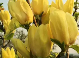 Зображення для оголошення Саджанці магнолії Yellow