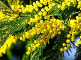 Зображення для оголошення Саджанці мімози Acacia Dealbata