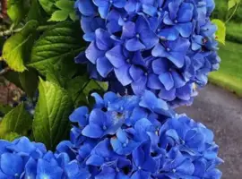 Зображення для оголошення Саджанці гортензії Nikko Blue
