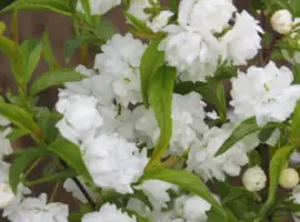 Зображення для оголошення Саджанці сакури Альба Плена
