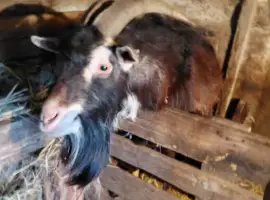 Зображення для оголошення Продаю козу и козла ,жива вага