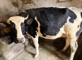 Зображення для оголошення Говядину живым весом