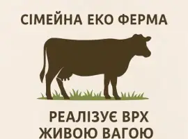 Зображення для оголошення Продам биків живою вагою
