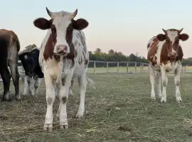 Зображення для оголошення Продам ВРХ живою вагою