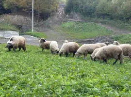 Зображення для оголошення Продам Баранину живою вагою!