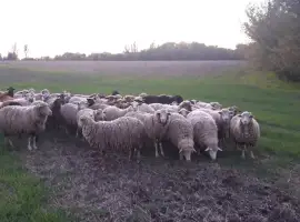 Зображення для оголошення Бараны живой вес
