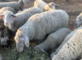 Зображення для оголошення Вівці , жива вага , вівці на мясо. Овцы живой вес