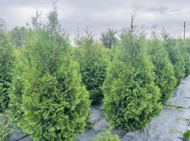 Зображення для оголошення Продам Тую