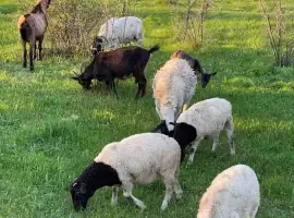 Зображення для оголошення Вівці дорпери (овцы, бараны) ціна за кг