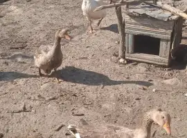 Зображення для оголошення Продам гусей ,живим весом,порода: велика сіра.