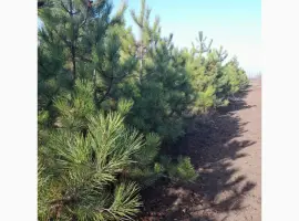 Зображення для оголошення Сосна ялинка новорічна сосны елки новогодние опт купить сосну елку оптом