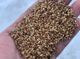 Зображення для оголошення Продам семена суданки