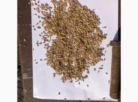 Зображення для оголошення Продам сімена Суданки Білявка