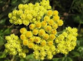 Зображення для оголошення Куплю безмертник цвіт