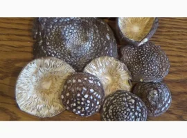 Зображення для оголошення Куплю пантерний мухомор