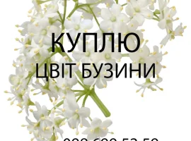 Зображення для оголошення Куплю свіжозірваний цвіт бузини опт